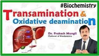 Transamination and oxidative deamination Animation  Biochemistry by Dr Prakash Mungli [upl. by Ahseena]