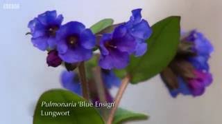 Pulmonaria lungwort [upl. by Jennifer]