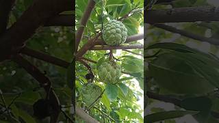 Sharifa  Sutafal farming fruit shorts [upl. by Keli]