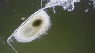 Daphnia Egg Pouch [upl. by Colley]