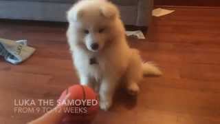 Luka  Samoyed puppy 912 weeks old [upl. by Malkah385]