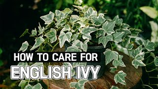 BEST TIPS  HOW TO CARE FOR ENGLISH IVY  HEDERA HELIX PLANT CARE GUIDE [upl. by Caton386]