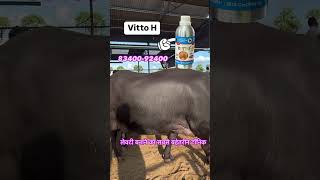 VITTOH Milk for Veterinary Liquid Supplement Mixture of multivitamins Pet Health Supplements [upl. by Eirelam]