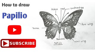 How to draw Papilio  Butterfly Diagram  तितली का चित्र  Phylum Arthropoda  buterfly diagram [upl. by Arvind]