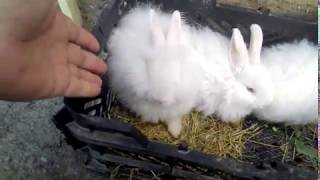 Giant Angora VS French angora babies and Wool Average [upl. by Jannelle]