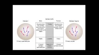 Comparison of Oogenesis and Spermatogenesis [upl. by Melone]