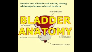 BLADDER ANATOMY [upl. by Ayikat]