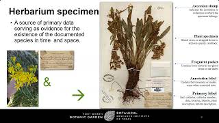 Wildlife Diversity Webinar Series  Digitizing Texas’ Botanical Legacy [upl. by Angele]