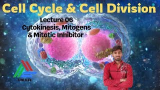 Cell Cycle and Division l Lecture 06 l Thorax100 [upl. by Domenico31]