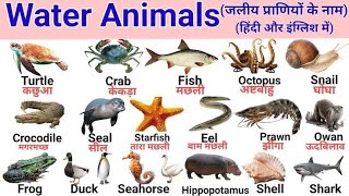 Water Animals Names  Sea animals जलचर प्राणी के नामसमुद्री जीव  Sea animals name english amphindi [upl. by Dorsy]