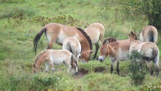 Przewalski Wildpferde Naturschutzgebiet Exe Aschaffenburg Schweinheim [upl. by Yoong]