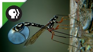 Wasp Deposits Parasitic Larvae Deep Inside Tree Trunk [upl. by Calendre]