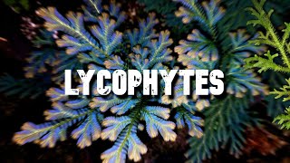 Les Lycophytes [upl. by Ihcas]