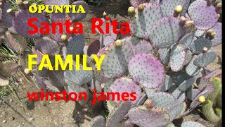 The Plant Traveller Opuntia Santa Rita Family [upl. by Nichani]