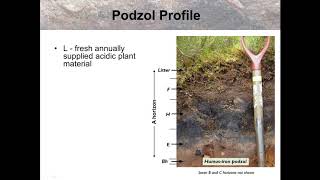 Podzol soils [upl. by Alleuqahs]