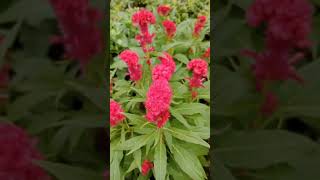 Celosia cristata GreenWorldLD [upl. by Pollux509]