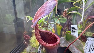 Nepenthes Hybrid Spotlight  N lowii x campanulata [upl. by Pradeep]