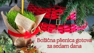 Božićna Pšenica gotova za 7 dana 🎄 kako posijati pšenicu 🎄 Značenje i simbolika Božićne pšenice [upl. by Levy]