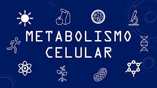 Metabolismo Celular [upl. by Ellasal81]