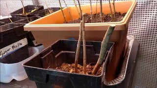 Propagating Trees with Cuttings  An important tip [upl. by Acsot]