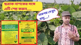 StreptomycinTetracycline এর সাথে ছত্রাক নাশকের দারুন যুগল বন্দি  krishikaajtv [upl. by Naitsabas]