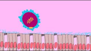 OVIDUCT TRANSPORT OF SECONDARY OOCYTE [upl. by Lenno711]