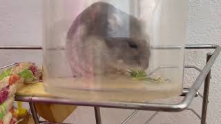 Hamster comiendo un saltamontes vivo hamster eatinggrasshopper [upl. by Tioneb]