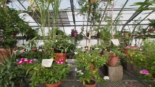 IU Green House Tour VR180 [upl. by Ereynihc722]