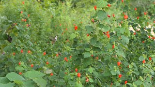 Hummingbirds chase each other over Wax Mallows [upl. by Odilo]