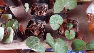 Growing Cyclamen from Seeds [upl. by Yzus694]