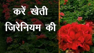 Flower Farming  Geranium Farming  फूलों की खेती  Floriculture In India [upl. by Joanna]