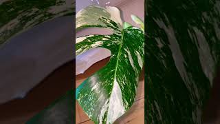 MONSTERA VARIEGATA BEAUTY monstera variegata shorts shortsvideo [upl. by Frentz311]