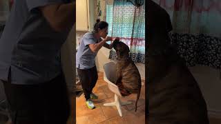 Tooth brushing time for the puppy cute funny bullmastiff dog [upl. by Ballinger579]