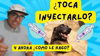 Guía completa de inyecciones para perros Tipos y cómo administrarlas correctamente [upl. by Aihpledalihp742]