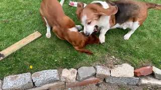 Yard Basset Hound Tussle [upl. by Chirlin259]