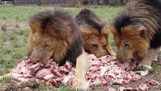 Antelope Park  Lions Feeding 3 [upl. by Vittoria76]