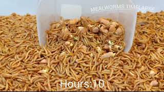 Mealworms Vs Germinated Fava Beans  Mealworms Timelapse [upl. by Kemp]