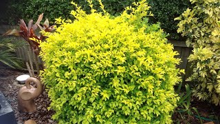 transplanting over grown GOLDEN DURANTAgrow golden durantagolden duranta hedgeDuranta plant [upl. by Larochelle983]