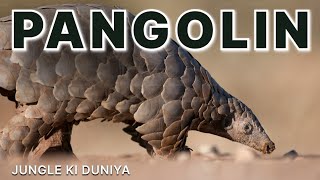 Pangolin  सल्लू सांप  लेकिन यह सांप बिल्कुल भी नहीं है  pangolin sallusanp sallusaap [upl. by Nylekcaj]