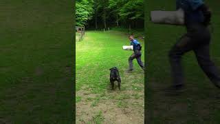 rottweiler attack dog training PT3 dogtraining [upl. by Wsan]