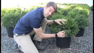 Scouting for Boxwood Blight [upl. by Aratak]