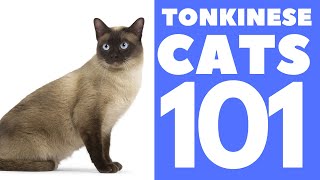 The Tonkinese Cat 101  Breed amp Personality [upl. by Erreit]