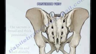 Sacrum amp Coccyx anatomy  Everything You Need To Know  Dr Nabil Ebraheim [upl. by Arun]