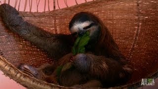 A Throne Fit for a Sloth Queen  Meet the Sloths [upl. by Pierre]