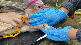 Caseous Lymphadenitis CLA treatment for Sheep  Goat [upl. by Aroled]