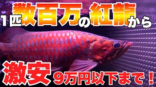 アロワナを飼いたいあなたへ～④～お迎え当日に必ずやること！2つの「水合わせ方法」を賢く使おう。 [upl. by Obnukotalo]