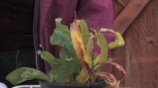 Gardening Tips  How to Grow Beard Tongue Penstemon [upl. by Maida]