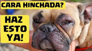 🛑 Mi PERRO tiene la CARA HINCHADA ⏩ Descubre  3  MEDICAMENTOS que pueden SALVAR su VIDA✅ [upl. by Otinauj]