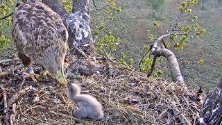 MerikotkasDad Elmar is feeding his eaglet 🥰 A long feeding ZOOM 452 am 20230514 [upl. by Dnalon]