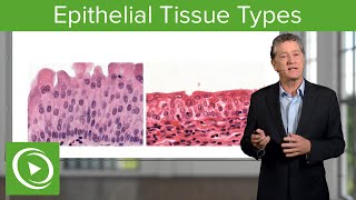 Epithelial Tissue Sections amp Functions – Histology  Lecturio [upl. by Yentruoc649]